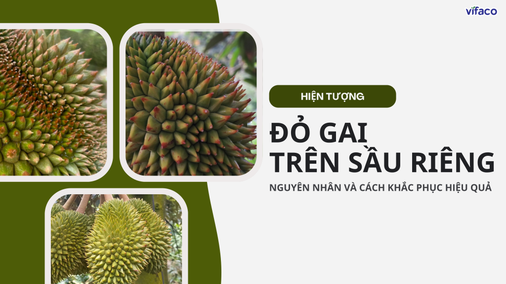 HIỆN TƯỢNG ĐỎ GAI TRÊN SẦU RIÊNG – NGUYÊN NHÂN VÀ CÁCH KHẮC PHỤC HIỆU QUẢ