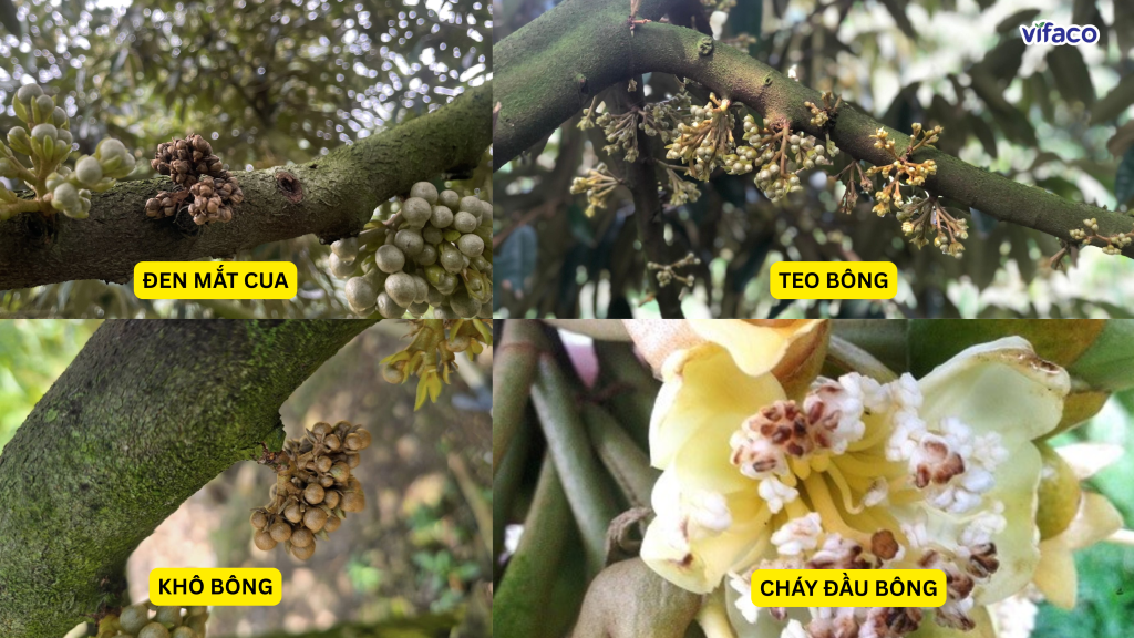 Bông sầu riêng bị khô, đen mắt cua