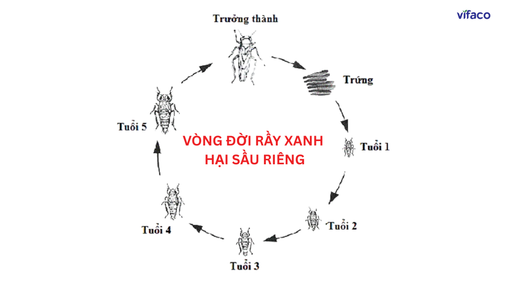 Vòng đời rầy xanh