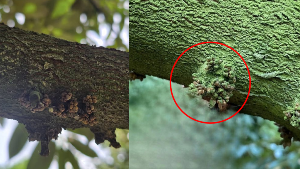 Khô bông, đen mắt cua