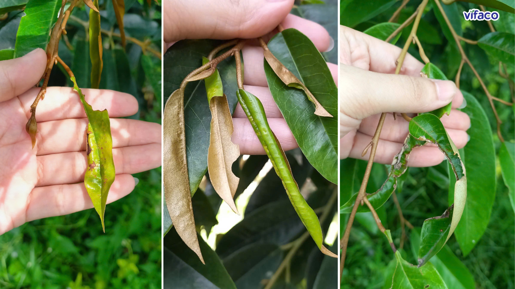 Rầy xanh tấn công lá