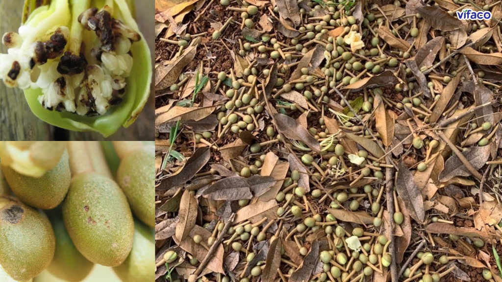 Sầu riêng đen đầu bông