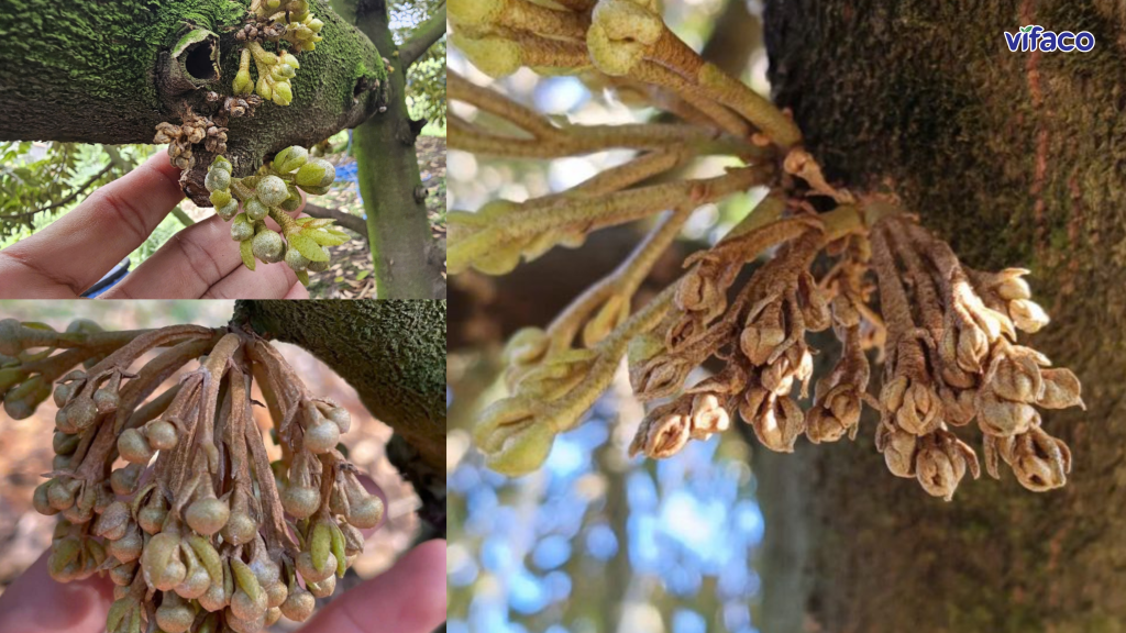 Khô bông sầu riêng