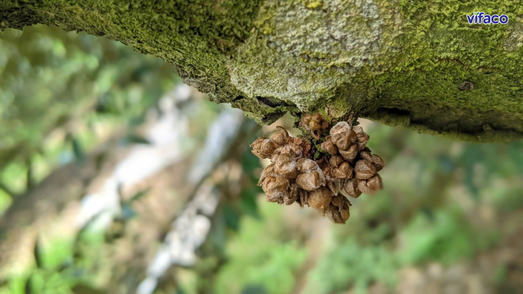 Khô bông do nấm bệnh