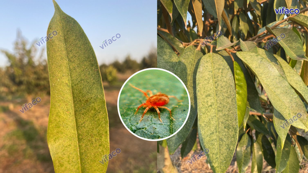 Nhện đỏ tấn công lá sầu riêng