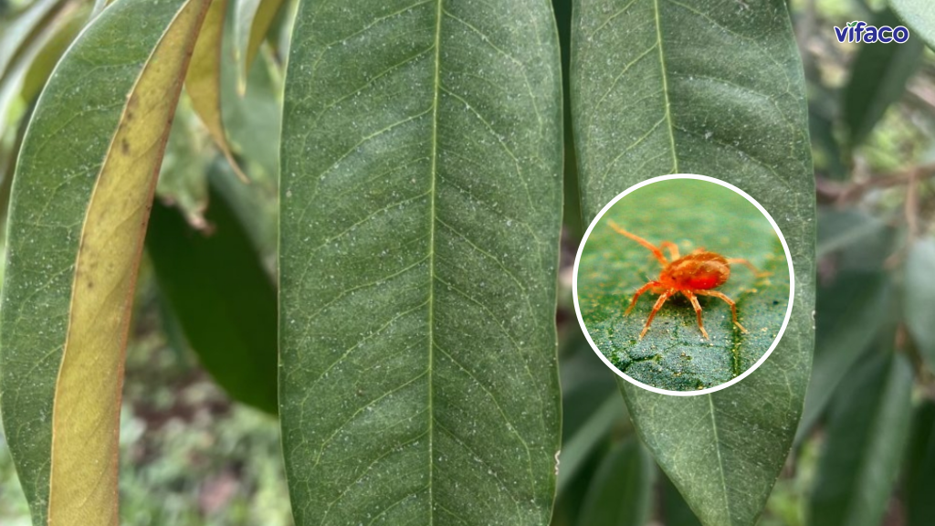Nhện đỏ trên sầu riêng