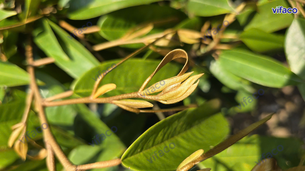 Kali chặn đọt sầu riêng - GA3