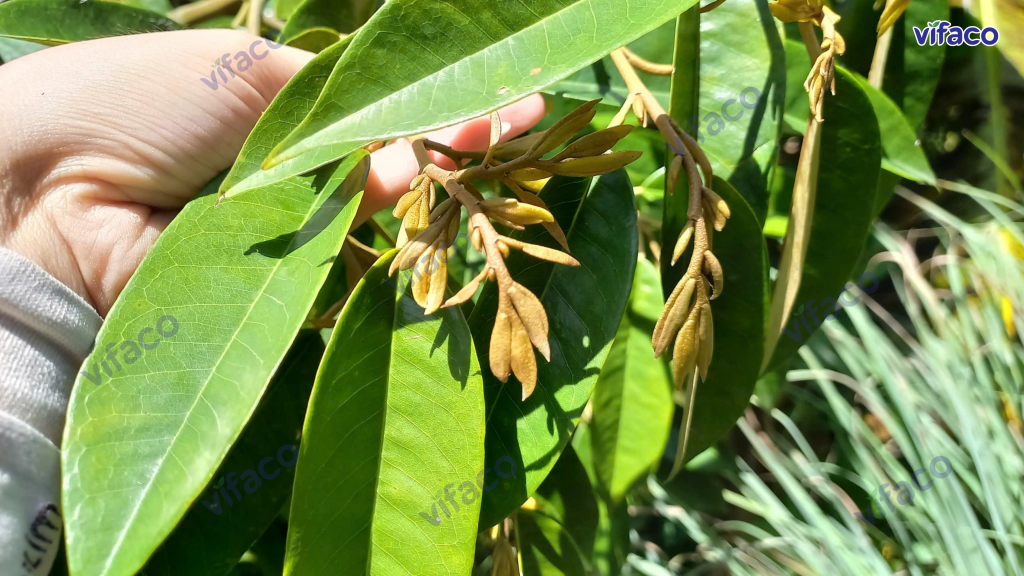 Chặn đọt bằng Kali - Kìm hãm đỉnh sinh trưởng