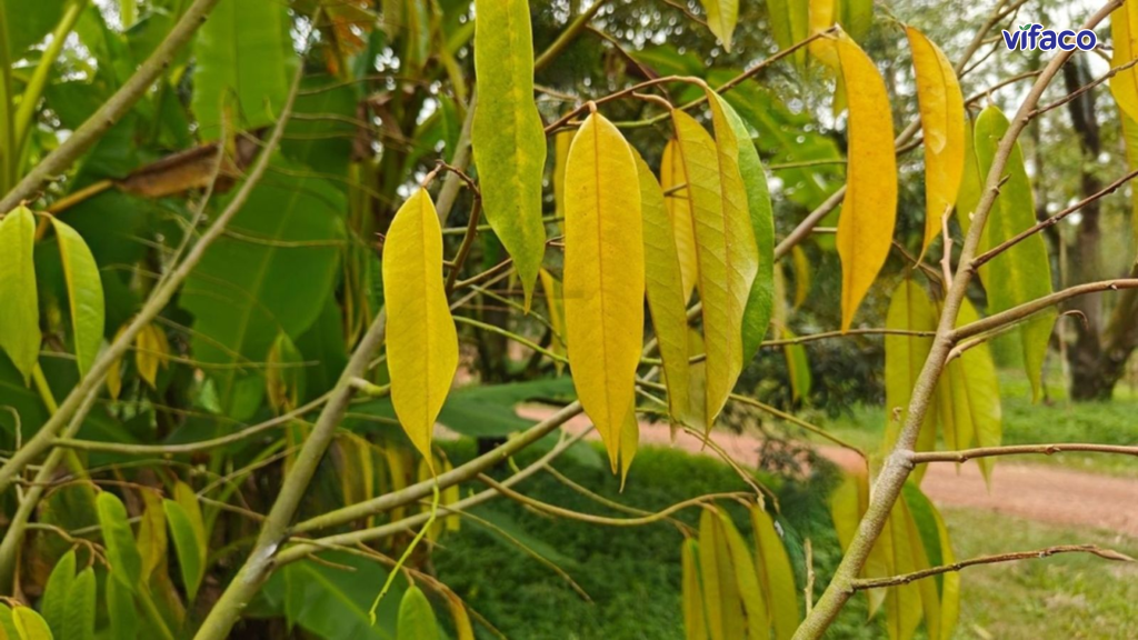 Vàng lá trên sầu riêng