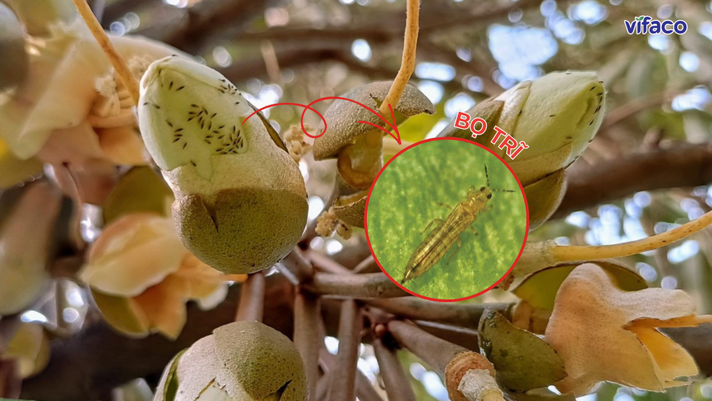 Bọ trĩ trên bông sầu riêng