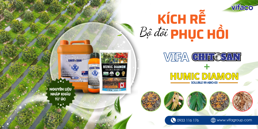 Bộ đôi kích rễ, phục hồi