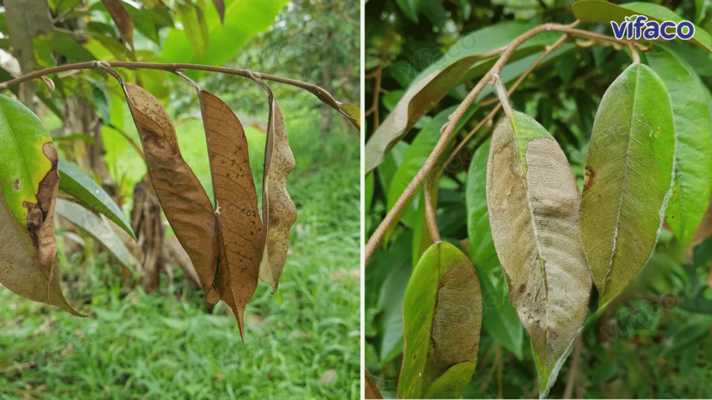 Cháy lá sầu riêng do nấm Rhizoctonia