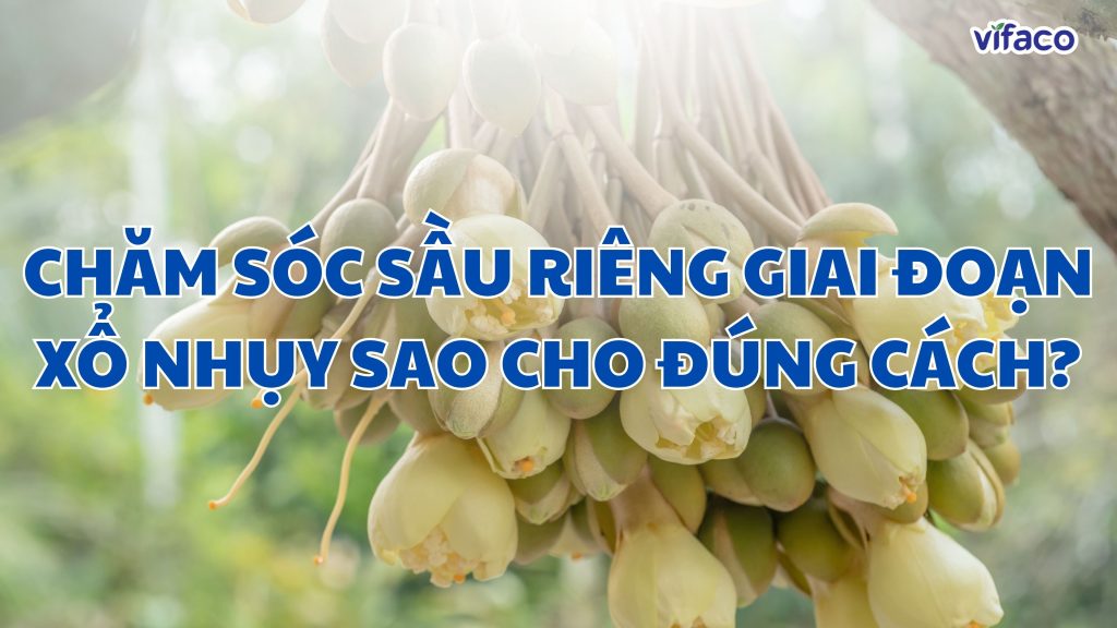 CHĂM SÓC SẦU RIÊNG GIAI ĐOẠN XỔ NHỤY SAO CHO ĐÚNG CÁCH?