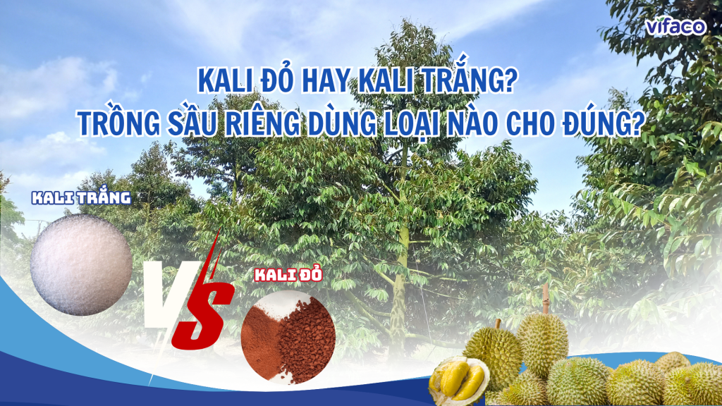 KALI ĐỎ HAY KALI TRẮNG? TRỒNG SẦU RIÊNG DÙNG LOẠI NÀO CHO ĐÚNG?