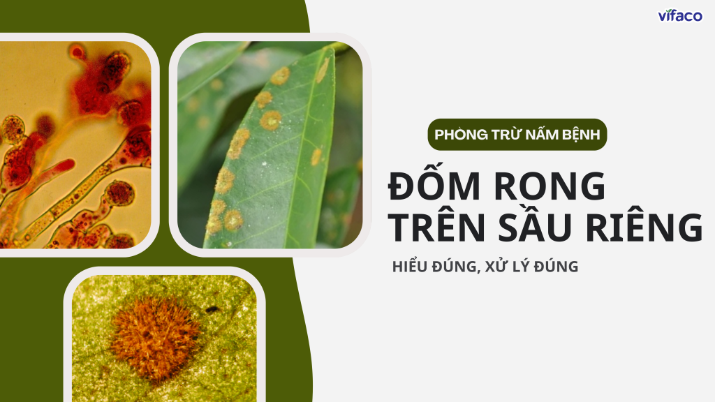 ĐỐM RONG TRÊN SẦU RIÊNG – HIỂU ĐÚNG, XỬ LÝ ĐÚNG