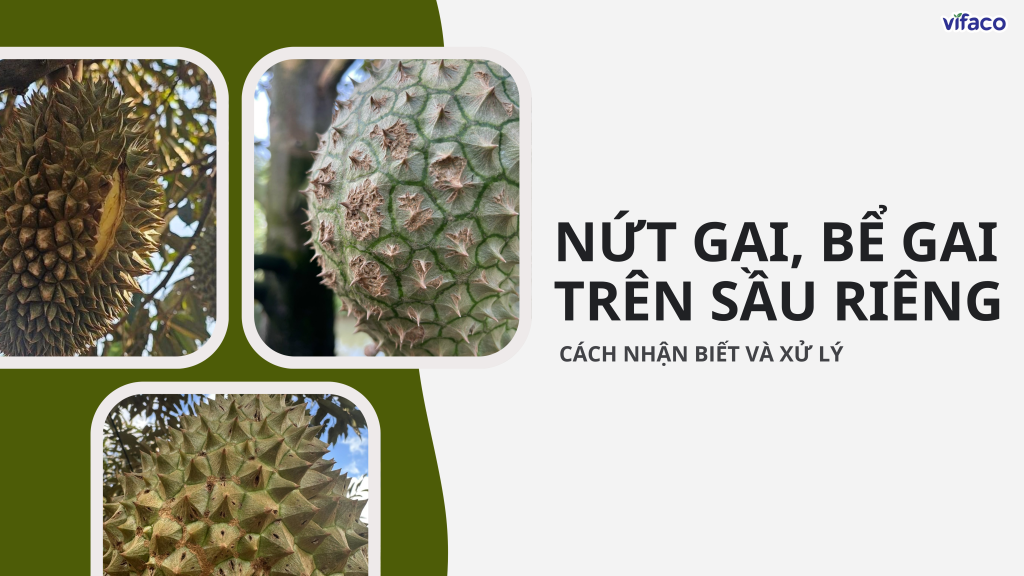 NỨT GAI, BỂ GAI TRÊN SẦU RIÊNG – CÁCH NHẬN BIẾT VÀ XỬ LÝ
