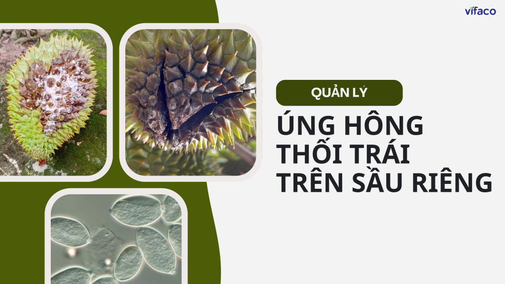 QUẢN LÝ ÚNG HÔNG, THỐI TRÁI TRÊN SẦU RIÊNG