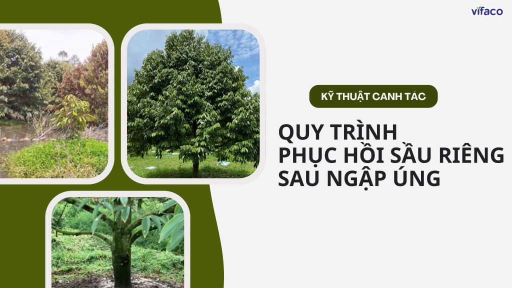 3 BƯỚC PHỤC HỒI VƯỜN SẦU RIÊNG SAU NGẬP ÚNG