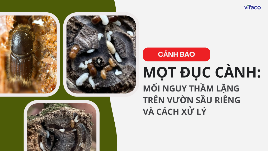 MỌT ĐỤC CÀNH: MỐI NGUY THẦM LẶNG TRÊN VƯỜN SẦU RIÊNG VÀ CÁCH XỬ LÝ