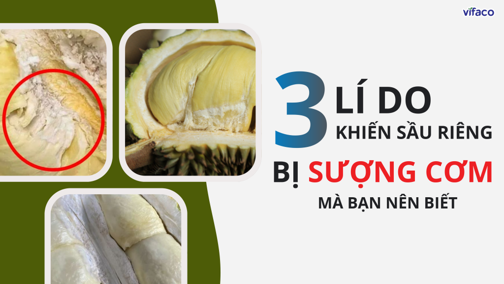 3 LÍ DO KHIẾN SẦU RIÊNG BỊ SƯỢNG CƠM