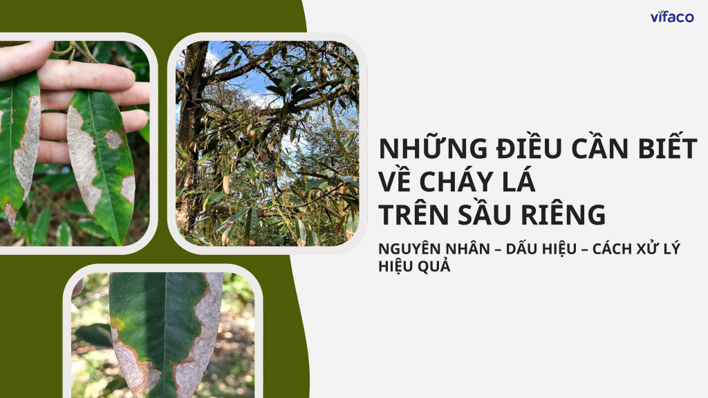 NHỮNG ĐIỀU CẦN BIẾT VỀ CHÁY LÁ TRÊN SẦU RIÊNG: NGUYÊN NHÂN – DẤU HIỆU – CÁCH XỬ LÝ HIỆU QUẢ