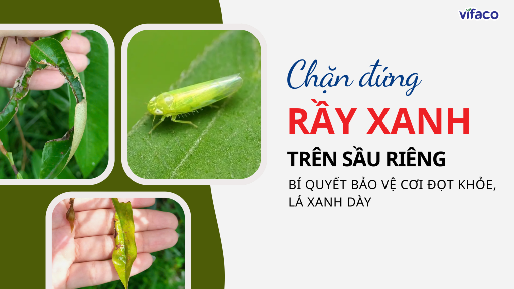 CHẶN ĐỨNG RẦY XANH SẦU RIÊNG: BÍ QUYẾT BẢO VỆ CƠI ĐỌT KHỎE, LÁ XANH DÀY