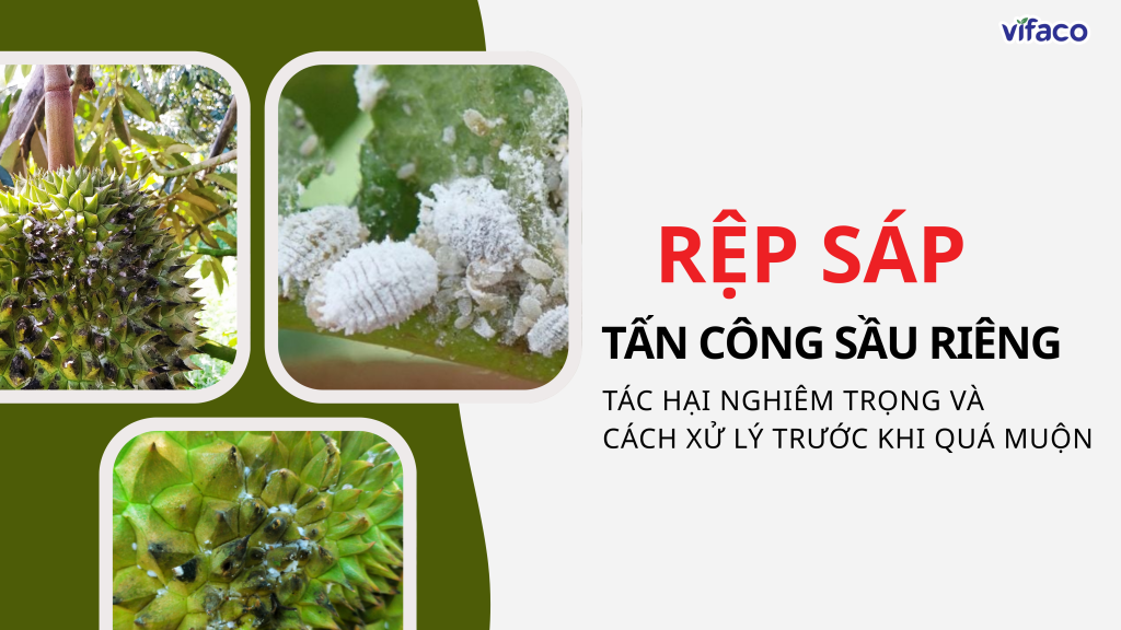 RỆP SÁP TẤN CÔNG SẦU RIÊNG: TÁC HẠI NGHIÊM TRỌNG VÀ CÁCH XỬ LÝ TRƯỚC KHI QUÁ MUỘN