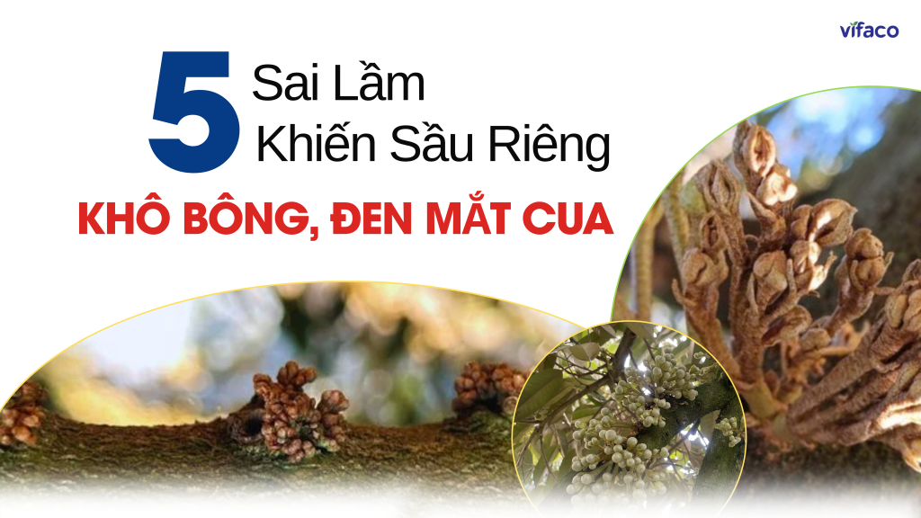 5 SAI LẦM TAI HẠI KHIẾN SẦU RIÊNG KHÔ BÔNG, ĐEN MẮT CUA GIAI ĐOẠN GIAO MÙA – CÁCH XỬ LÝ TRIỆT ĐỂ