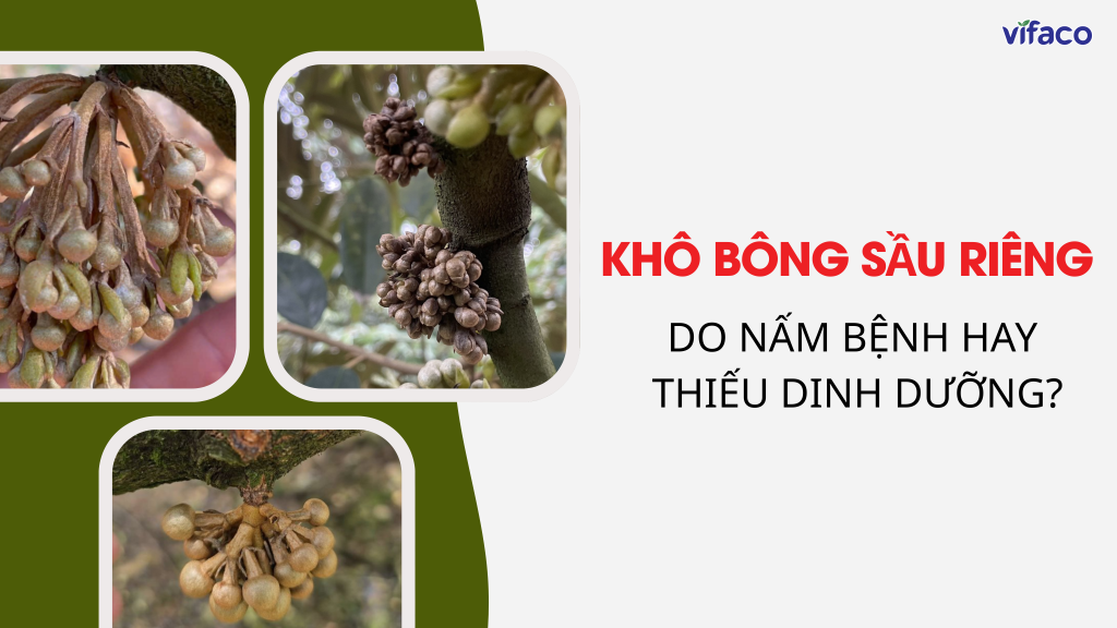 KHÔ BÔNG SẦU RIÊNG: DO NẤM BỆNH HAY THIẾU DINH DƯỠNG?