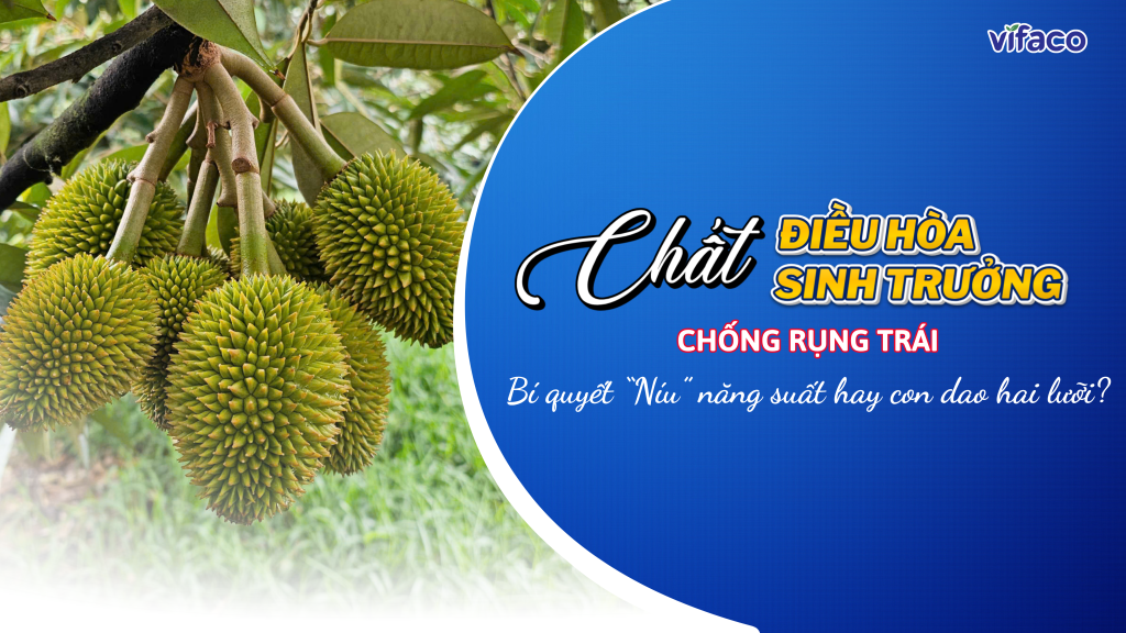 CHẤT ĐIỀU HÒA SINH TRƯỞNG CHỐNG RỤNG TRÁI: BÍ QUYẾT “NÍU” NĂNG SUẤT HAY CON DAO HAI LƯỠI?