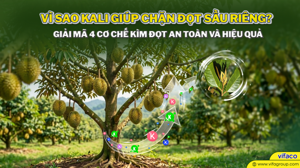 VÌ SAO KALI GIÚP CHẶN ĐỌT SẦU RIÊNG? GIẢI MÃ 4 CƠ CHẾ  KÌM ĐỌT AN TOÀN VÀ HIỆU QUẢ