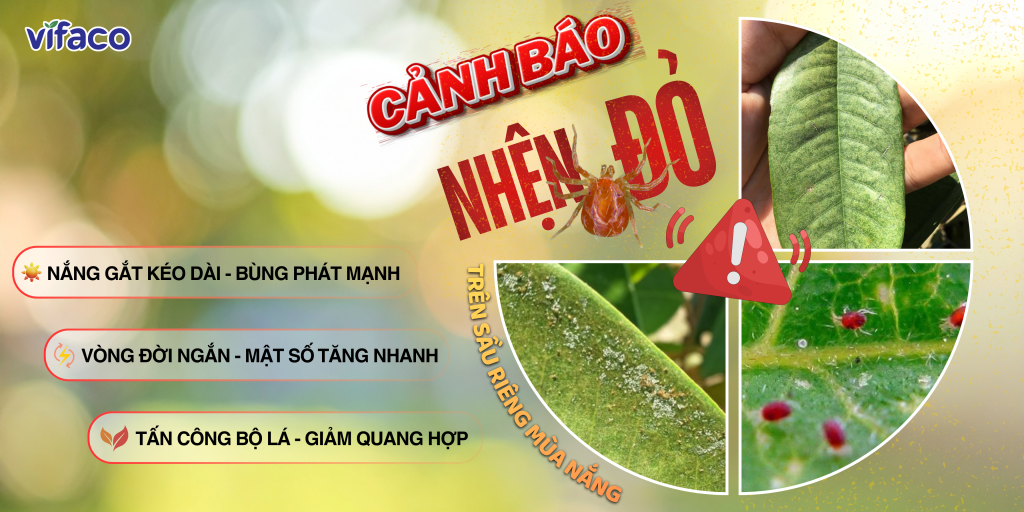 NHỆN ĐỎ HẠI SẦU RIÊNG – DẤU HIỆU NHẬN BIẾT & GIẢI PHÁP QUẢN LÝ HIỆU QUẢ