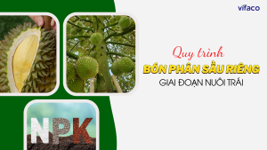Bón phân sầu riêng giai đoạn nuôi trái - VIFACO