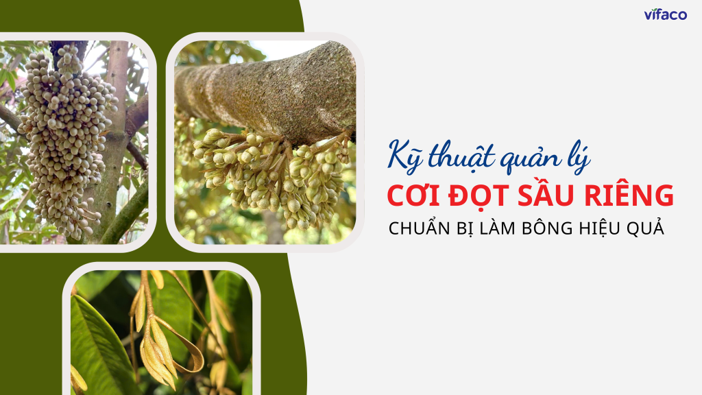KỸ THUẬT QUẢN LÝ CƠI ĐỌT SẦU RIÊNG CHUẨN BỊ LÀM BÔNG HIỆU QUẢ