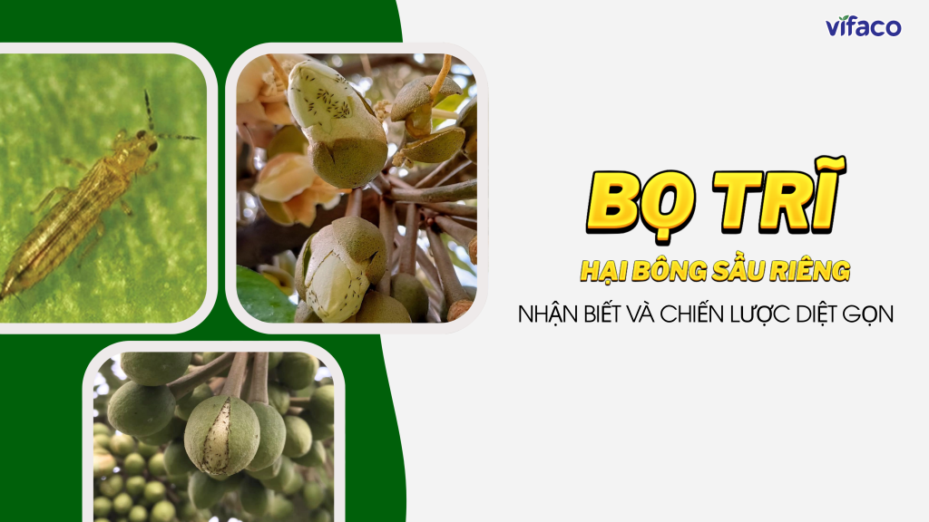 BỌ TRĨ HẠI BÔNG SẦU RIÊNG: NHẬN BIẾT VÀ CHIẾN LƯỢC TIÊU DIỆT GỌN