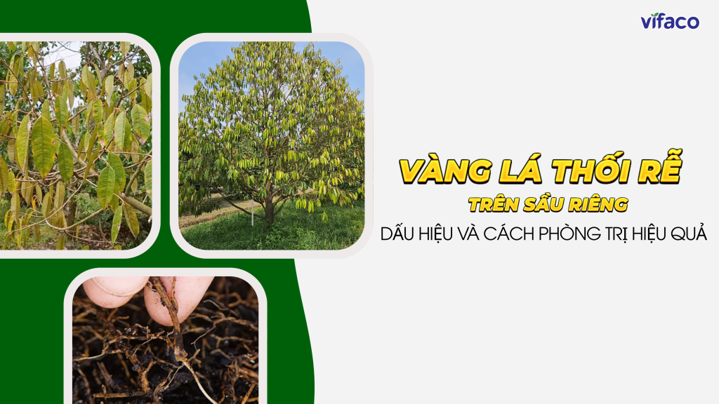 BỆNH VÀNG LÁ THỐI RỄ TRÊN SẦU RIÊNG: DẤU HIỆU VÀ CÁCH PHÒNG TRỊ HIỆU QUẢ
