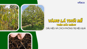 Vàng lá thối rễ trên sầu riêng