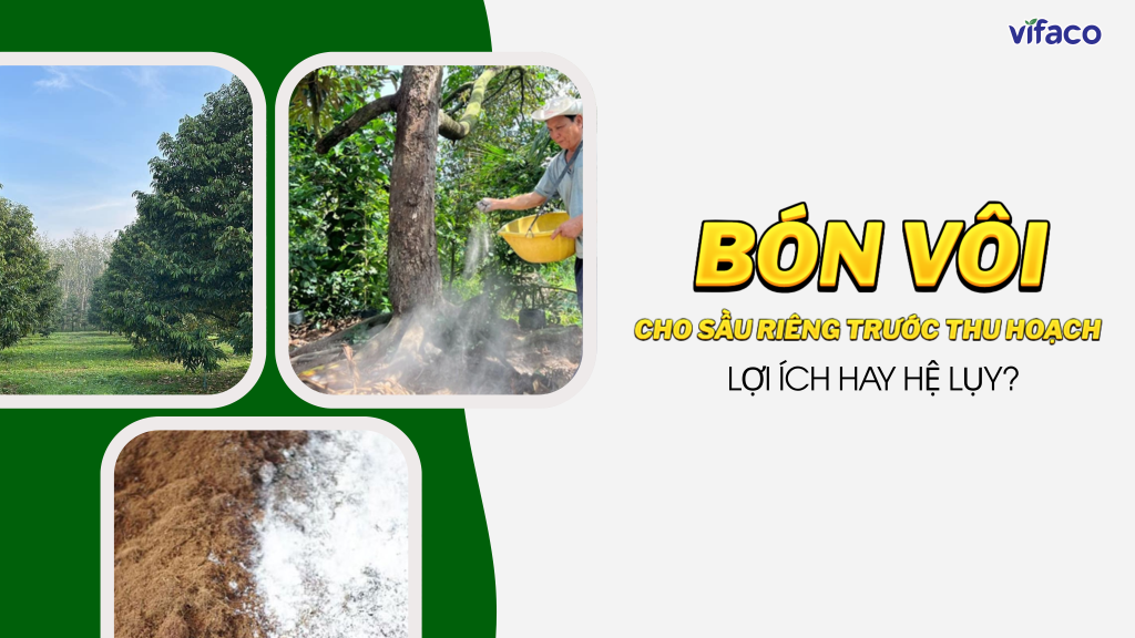 BÓN VÔI CHO SẦU RIÊNG TRƯỚC THU HOẠCH: LỢI ÍCH HAY HỆ LỤY?