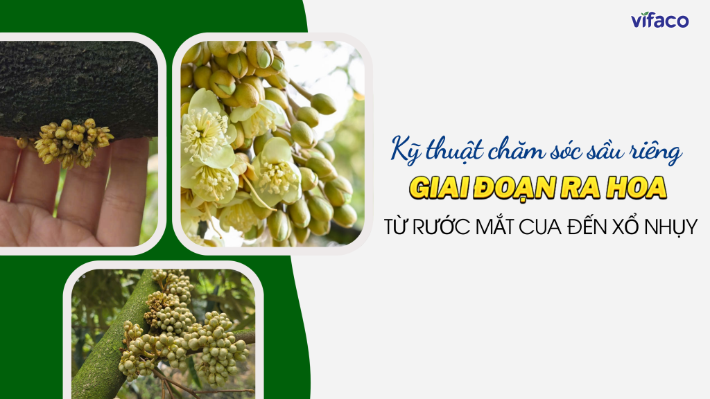 KỸ THUẬT CHĂM SÓC SẦU RIÊNG GIAI ĐOẠN RA HOA: TỪ NHÚ MẮT CUA ĐẾN XỔ NHỤY