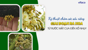 Kỹ thuật chăm sóc sầu riêng giai đoạn ra hoa