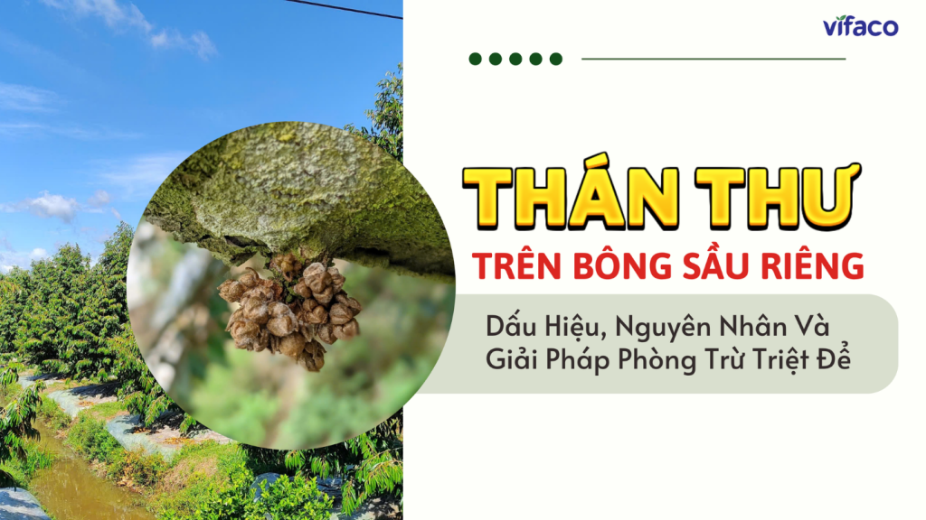 QUẢN LÝ BỆNH THÁN THƯ TRÊN BÔNG SẦU RIÊNG