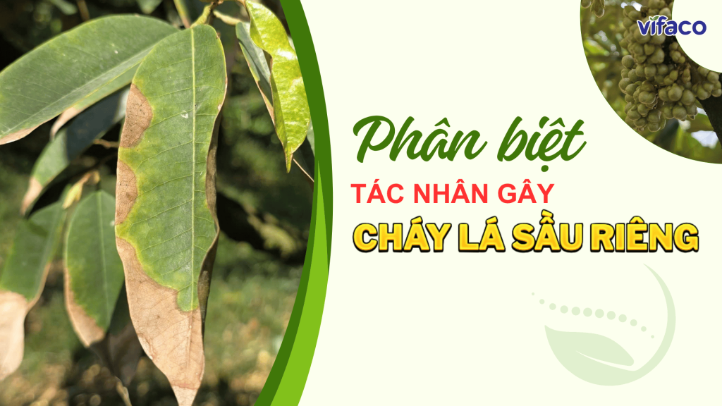 PHÂN BIỆT CÁC TÁC NHÂN GÂY BỆNH CHÁY LÁ TRÊN SẦU RIÊNG